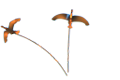VIZAR